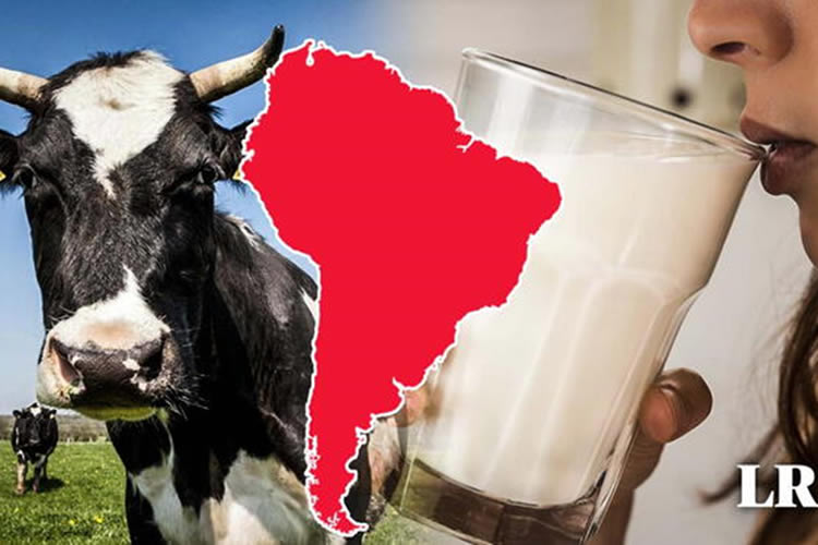 El país de Sudamérica con mayor consumo de leche: es el quinto en todo el mundo