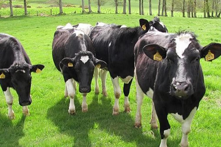 Más del 15% de la leche que Nestlé recibe de sus proveedores en Chile cuenta con prácticas de agricultura regenerativa