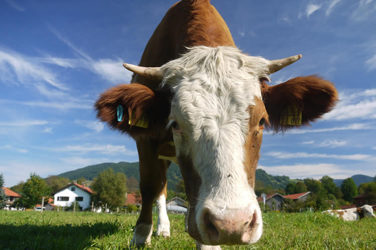 Alemania: 2.400 Productores de leche abanonaron en 2023