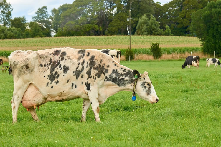 Resaltan aporte del sector lácteo a reducir las emisiones de gases de efecto invernadero