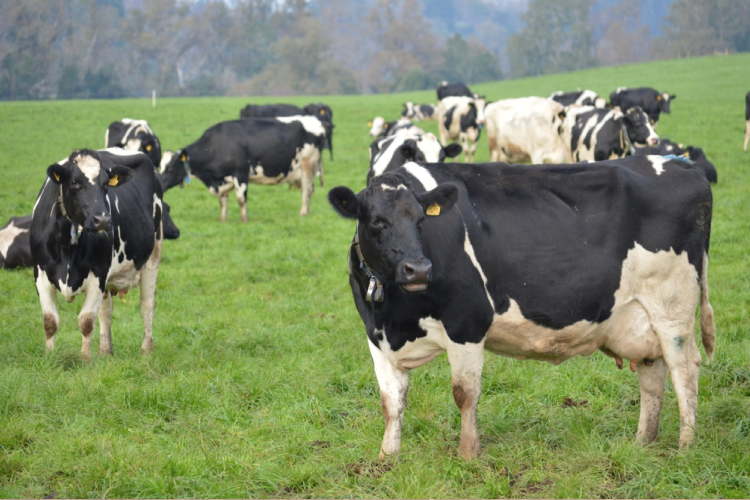 Producción nacional de leche cruda aumenta 2,0% al mes de agosto 