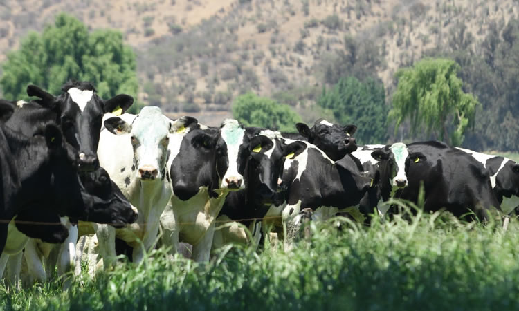 Las medidas con la industria para promover la libre competencia en la compra de leche cruda