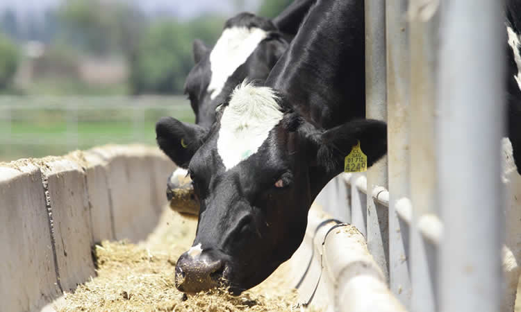 Referentes globales muestran bajas significativas en producción de leche 