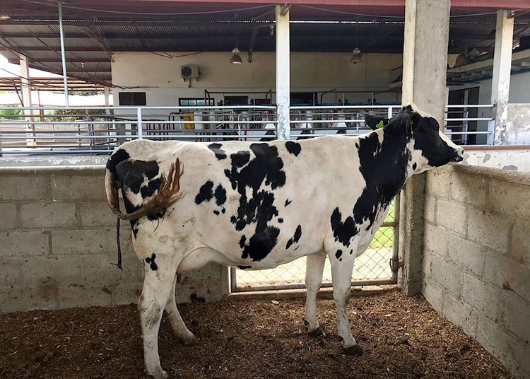 India aumentó producción de leche a 221 millones de toneladas