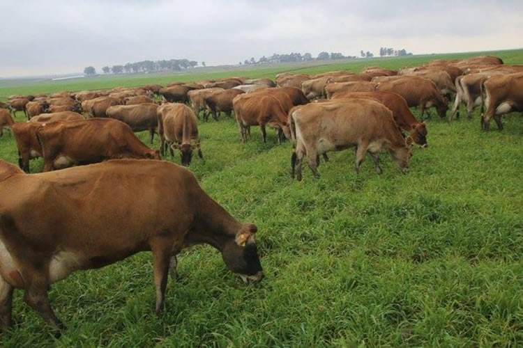 Nueva Zelanda desarrolla aditivo que podría reducir emisiones de metano 