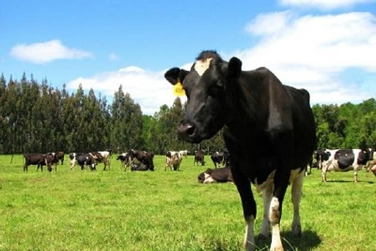 Mitos de la producción ganadera y su impacto en el ambiente