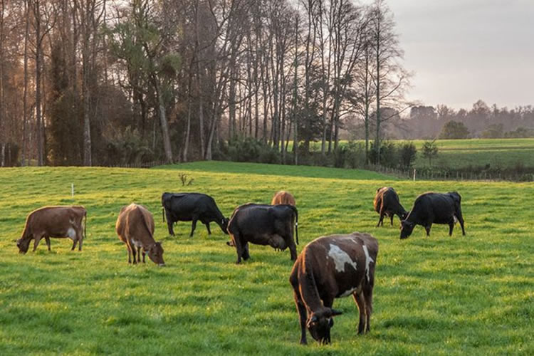 Nestlé Chile es reconocida por su programa de agricultura regenerativa 