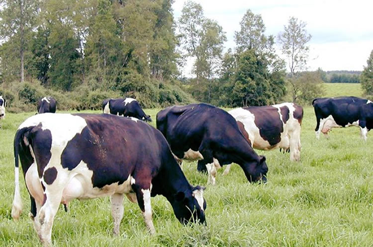 Producción nacional de leche cruda sigue cayendo a octubre 