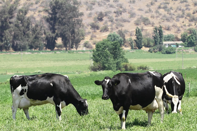 Recepción nacional de leche cruda acumula caída de 5,1% a febrero 