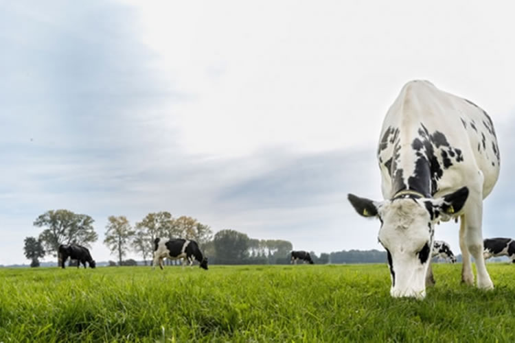 2,3% crecería, en promedio, el agro este año