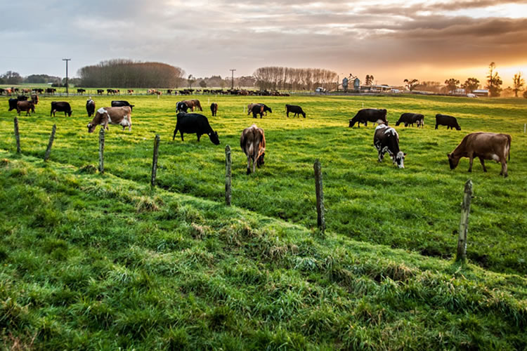 Valoran trabajo de INIA y Nestlé Chile para avanzar hacia una agricultura regenerativa