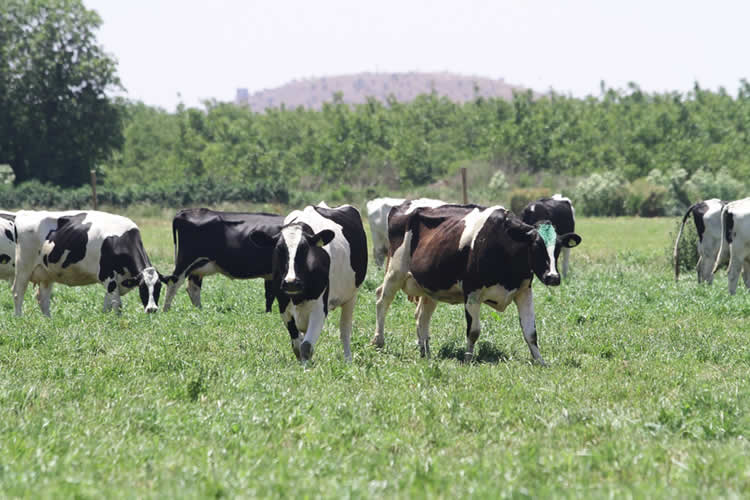 La recepción nacional de leche cruda profundiza caída y baja 7,0% en abril 