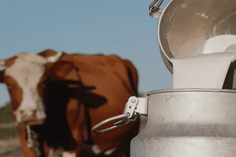 Estudio determina que impacto ambiental de la leche es “una compensación esperada” cuando se cuenta su valor nutricional