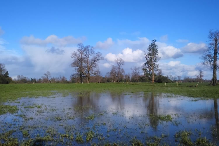 INIA entrega recomendaciones para enfrentar intensas lluvias en las regiones de Los Ríos y Los Lagos