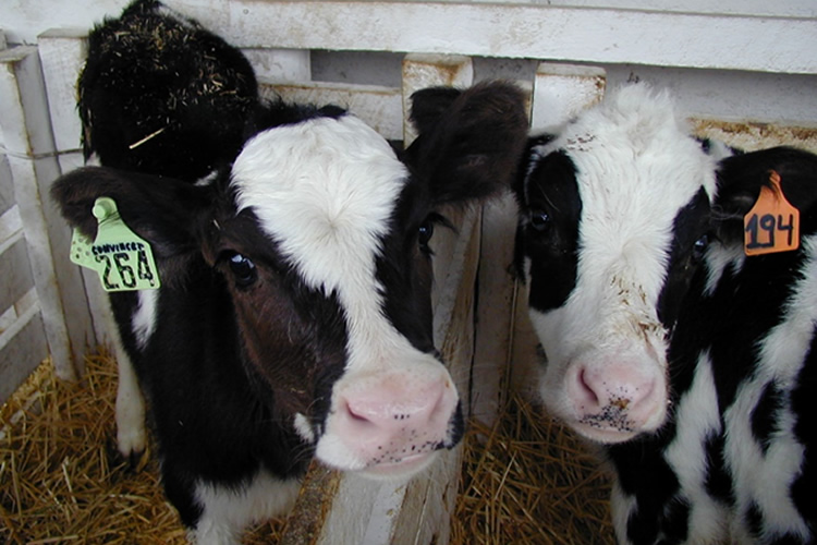 Impulsan innovación en la salud animal centrada en terneros