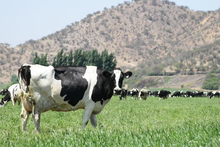 Producción nacional de leche cruda acumula al tercer trimestre caída de 60,3 millones de litros 