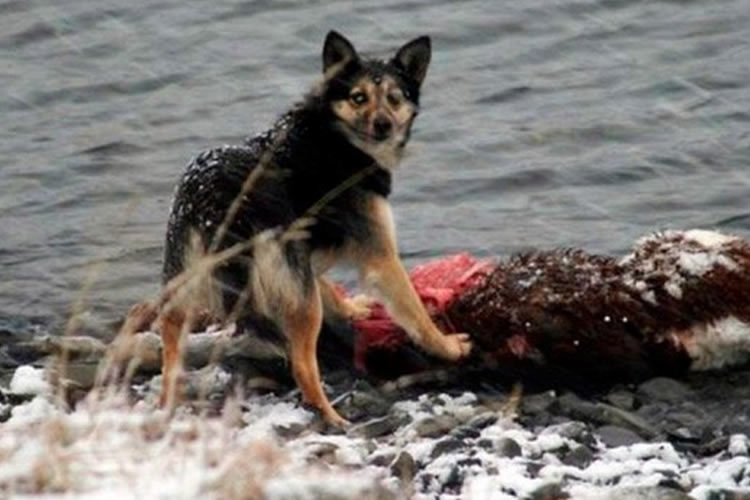 Cómo votar a favor de la ley que permitiría llevar un control de los perros asilvestrados 