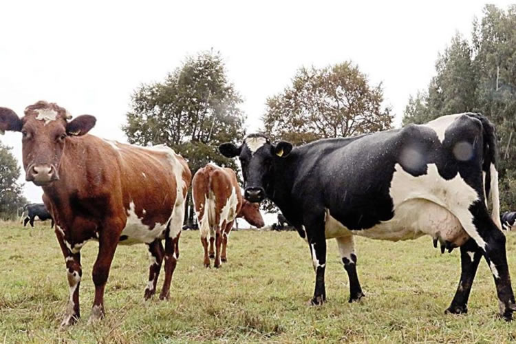 Primavera seca inquieta a ganaderos del sur