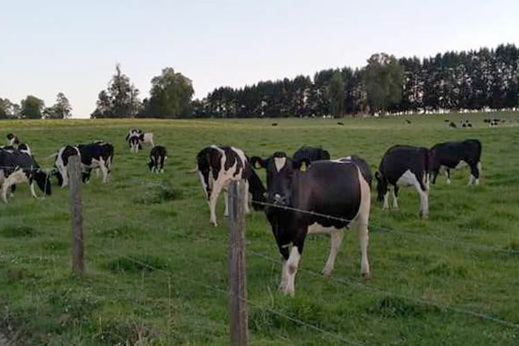 Productores de leche advierten que clima atípico disminuiría reservas de pasto en otoño-invierno 2024