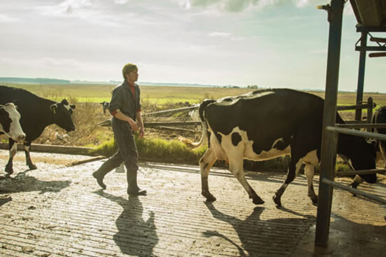 Uruguay: Remisión de leche a noviembre: 2,8% superior al año pasado