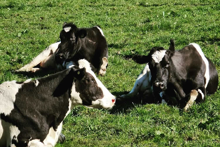 La recepción nacional de leche cruda acumula 18 meses consecutivos a la baja