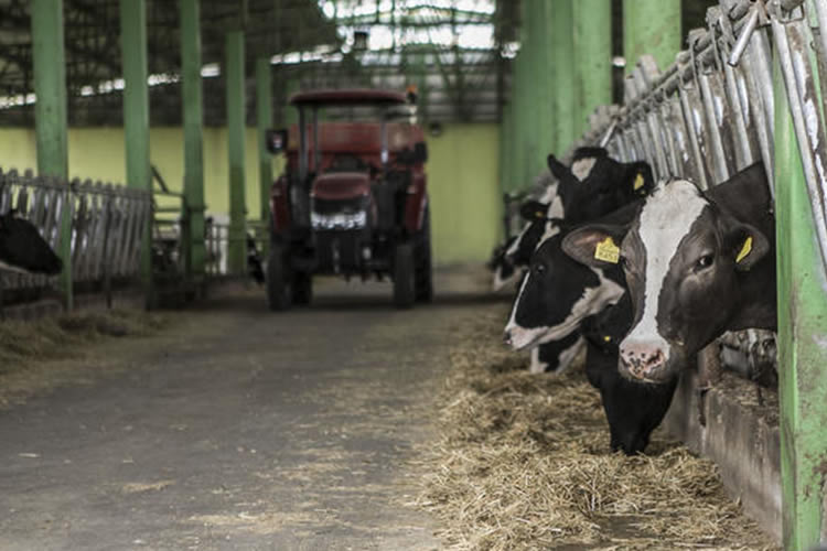FAO: Índice de precios de los productos lácteos con ligera disminución 