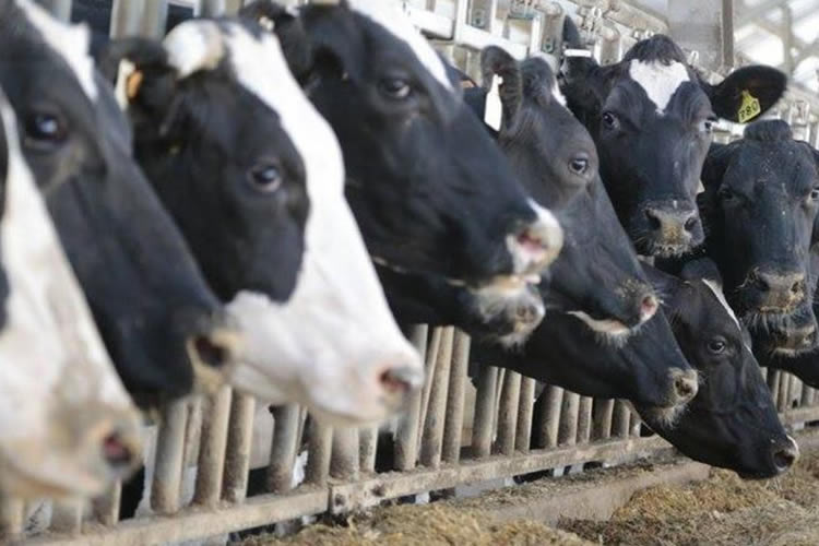 USDA: Pulso a la producción mundial de leche cruda 