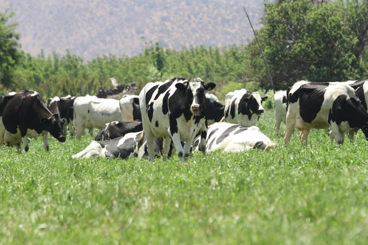 Recepción nacional de leche cruda acumula alza de 1,3% al primer trimestre 