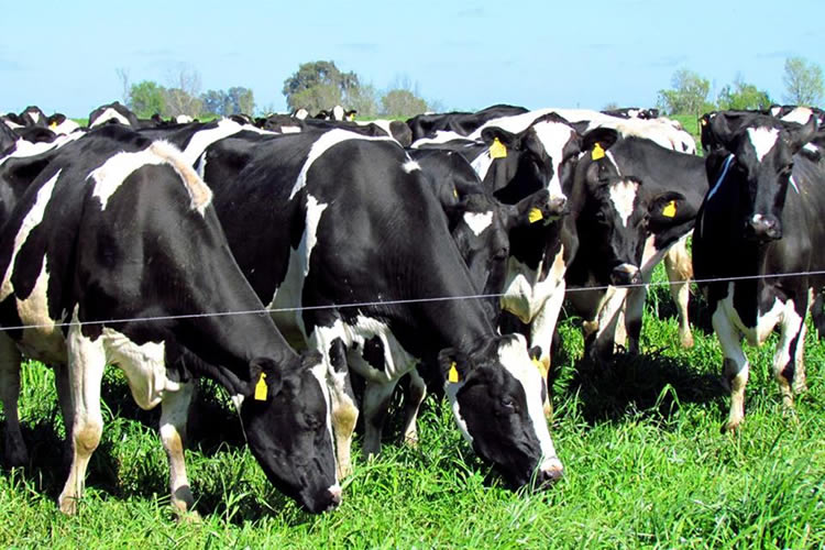 USDA: Actualización producción mundial de leche cruda