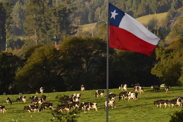 Impulsan campañas para aumentar el consumo de leche en Chile