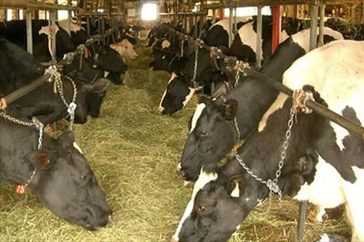 México: se pronostica un crecimiento en la producción de leche en 2024