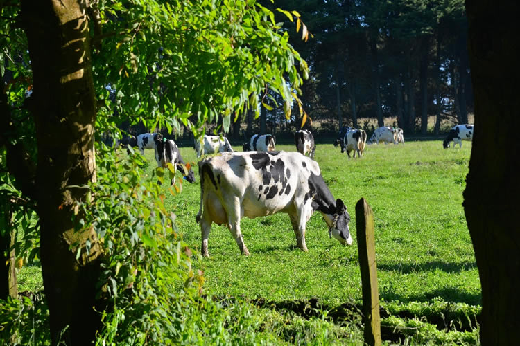 Recepción nacional de leche sigue al alza al mes de abril 