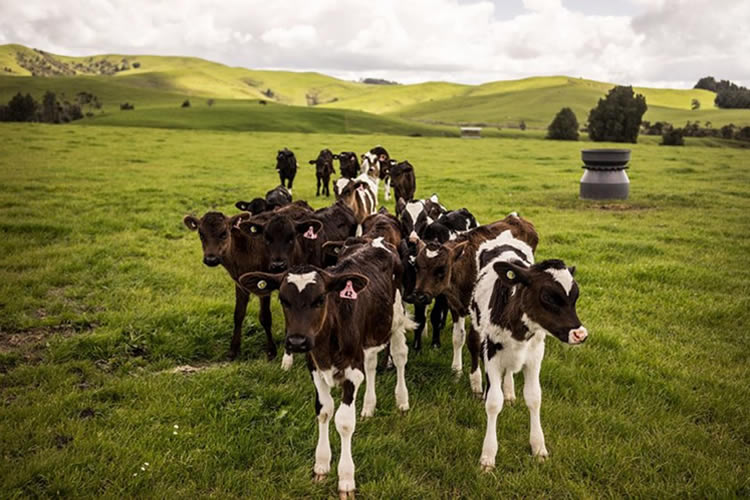 Australia: Existe buena proyección para la producción de leche 