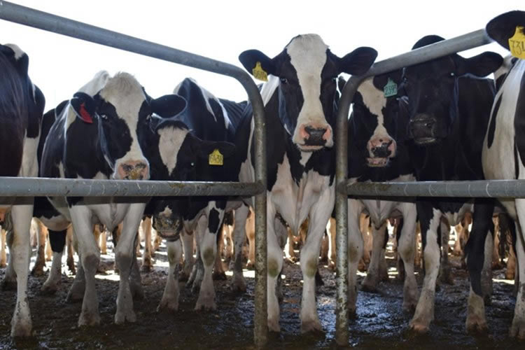 Uruguay: Remisión de leche a planta cayó 12% en mayo y fue la menor en seis años