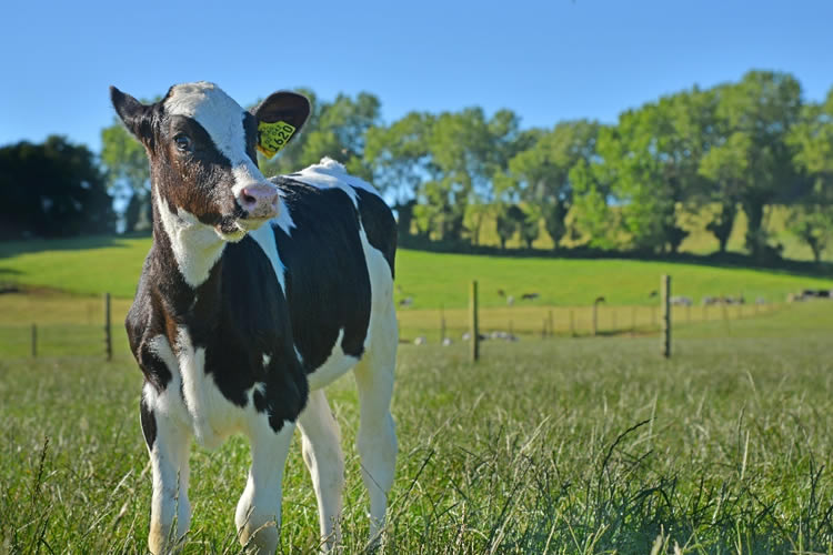 La producción mundial de leche crecerá un 1,6% anual durante la próxima década