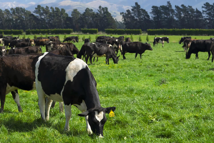 La producción de leche de Nueva Zelanda se estancará durante la próxima década