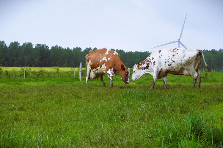 Ligera subida del precio de la Leche en la UE