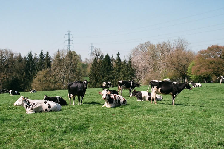 Coyuntura:  Recepción nacional de leche sigue en alza al mes de mayo 