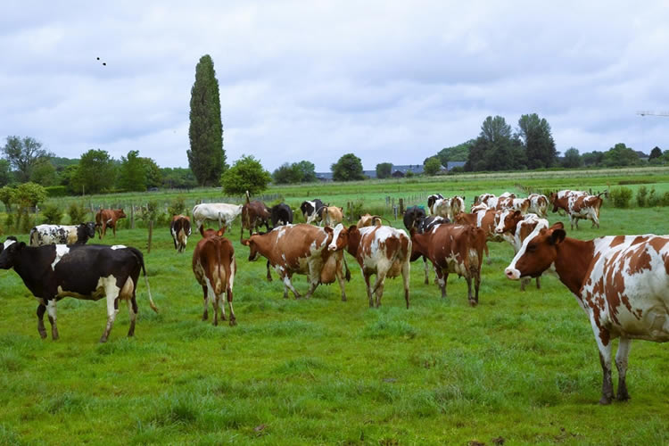 UE: Crecimiento de la producción de leche 