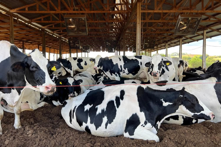 Análisis de la producción de leche en Brasil