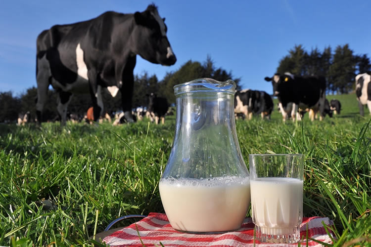 Producción de leche mantiene en regiones resultado mixto a mayo