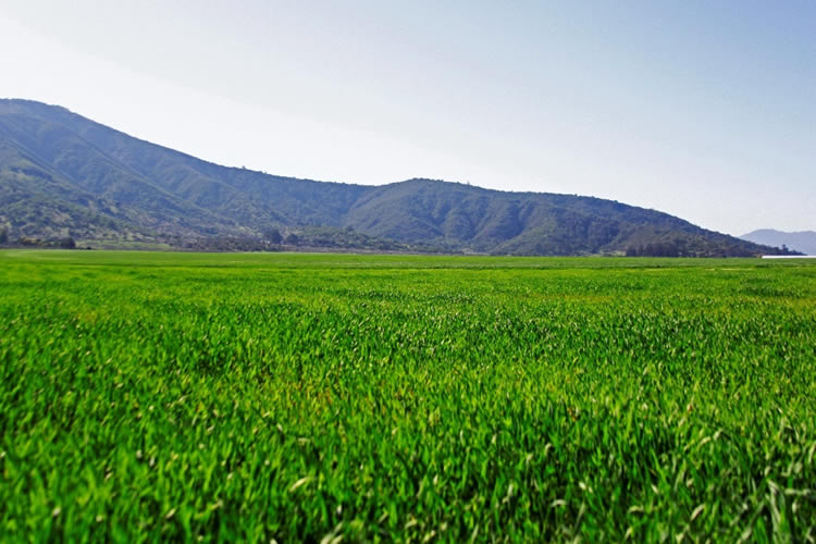 Fertilizantes más baratos, pero retrasados