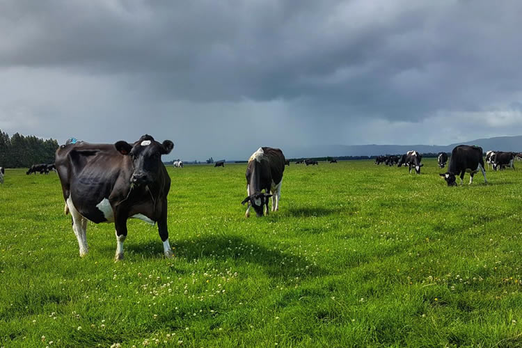 Situación productos lácteos en NZ, UE y Sudamérica