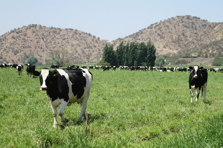 Recepción de leche cierra con cifras positivas el primer semestre de 2024