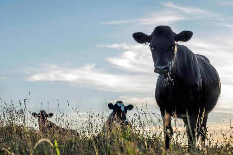 Oferta mundial de leche: “Se espera estabilidad para el resto de 2024”