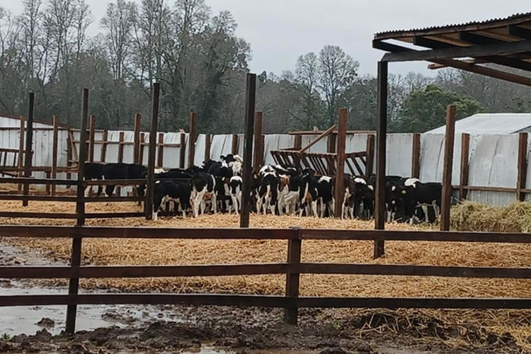 Los Ríos: Productores lamentan pérdidas por efectos del temporal y preparan planes de contingencia