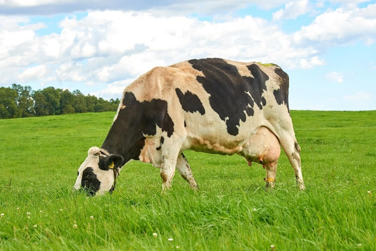 La producción de leche cruda subió 1,8% en el primer semestre 