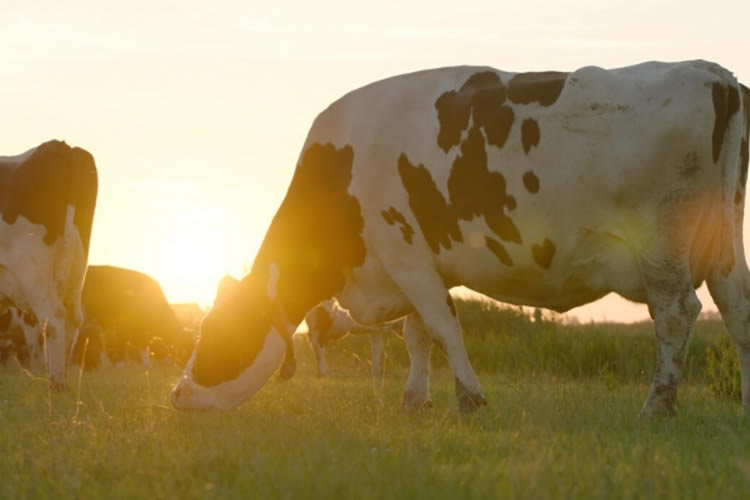 La oferta de leche en los actores principales sigue siendo limitada