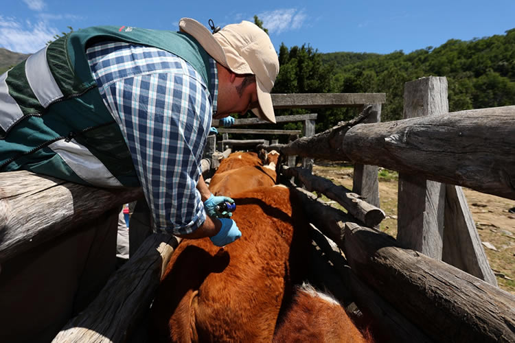 Chile como un líder en sanidad animal en América Latina 