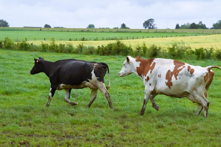 Tendencia al alza de los precios de la leche en Europa